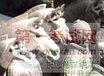 兵马俑