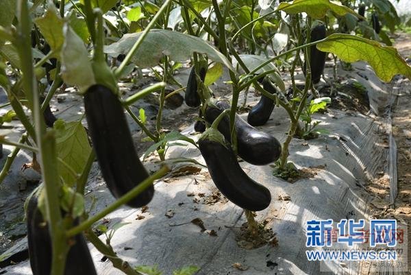 内蒙古丰镇市:因地制宜多种扶贫模式相结合实现脱贫致富