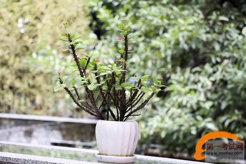 新东方大师罗振超:听说冬天和羊肉汤更配哦